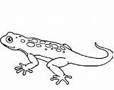 Gecko Coloring Lizard Pages Printable Template Kids Cute Drawing Frilled Print Colouring Getdrawings Templates Getcolorings Color sketch template