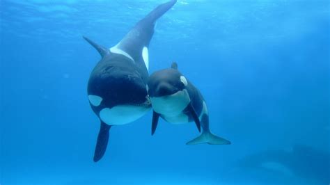 underwater picture   orca killer whale hd animals wallpapers