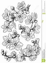 Almond Blossom Botanical Drawn Cherry sketch template