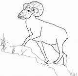 Sheep Bighorn Coloring Dall Mountain Rocky Color Pages Drawings Printable Version Click Supercoloring Designlooter Wild Categories 467px 38kb sketch template