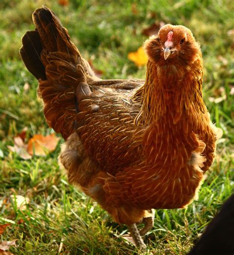 heat hardy chickens breed guide   chickens chicken breeds ameraucana chicken