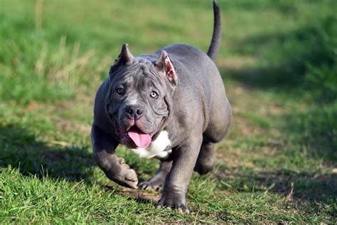 exotic bully  clean exotic bully