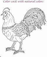 Cock Coloring Kids Printable Pages Color Pdf Open Print  Studyvillage sketch template