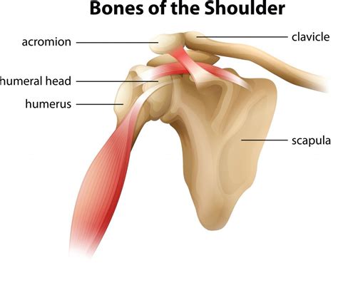 whats causing  shoulder pain