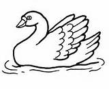 Swan Coloring Water Pages Drawing Line Swans Printable Tattoo Trumpeter Swimming Color Simple Family Calm Bonny Uncolored Surface Version Click sketch template