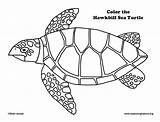 Coloring Turtle Hawkbill Sea sketch template