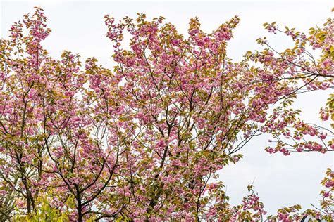 japanische bluetenkirsche prunus serrulata  kaufen liefern