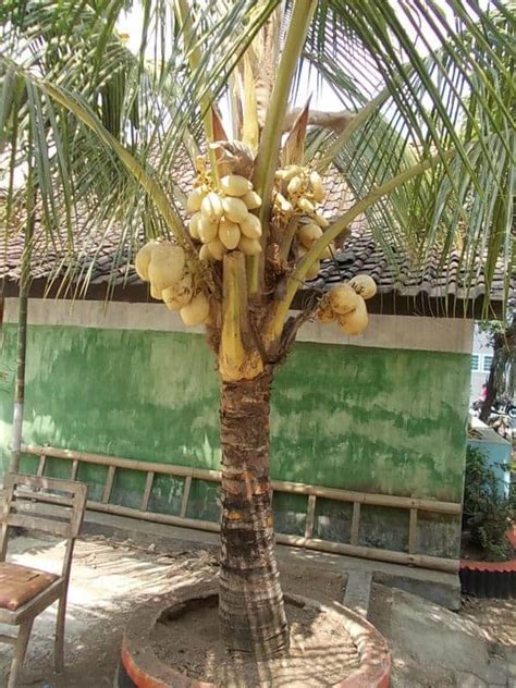 tips menanam pohon kelapa gading  depan rumah bibit