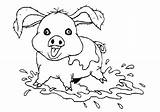 Pig Pigs Coloringsky sketch template