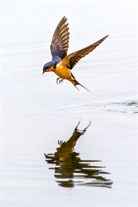 barn swallow flying   lake  prospect park  wheat ridge