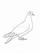 Pigeon Piccione Coloritura sketch template