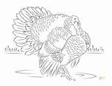 Turkey Coloring Pages Wild Turkeys Super Leg Color Sheets Printable Realistic Getcolorings Colouring Kids Paper Choose Board sketch template