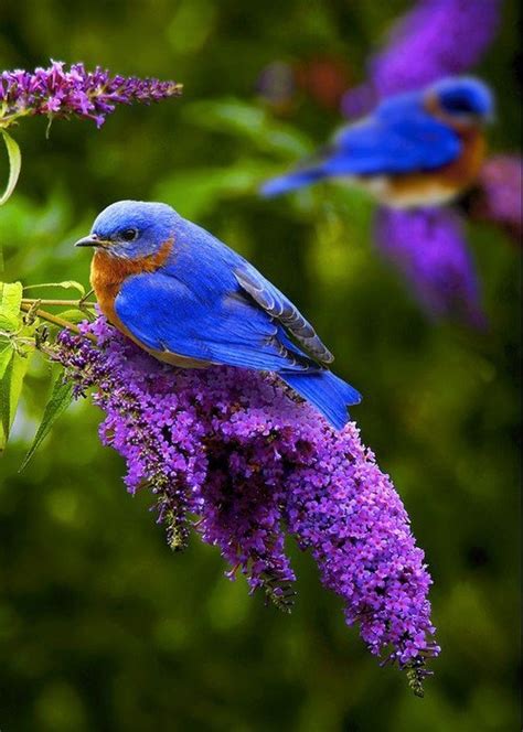 beautiful bird  flowers animals pinterest