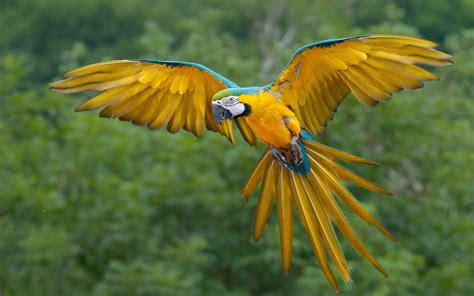 flying parrot wallpaper