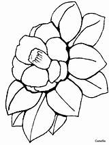 Flower Coloring Pages Flowers Camellia sketch template