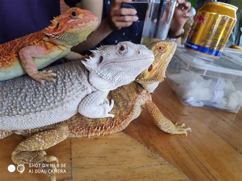 pin  bearded dragon