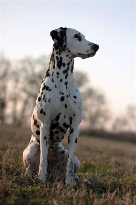 dalmatian dog breeds dalmatian dogs dogs
