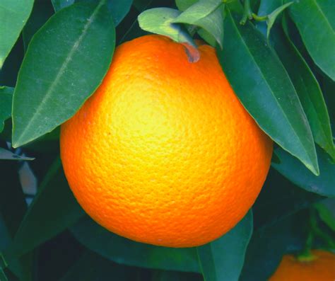 sweet orange citrus sinensis essential oil guide paz  nature