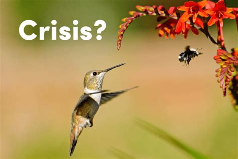 challenging media narrative about the ‘birds and the bees —neither faces serious threats from