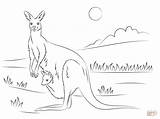 Coloring Kangaroo Joey Pages Cute Drawing Printable Silhouettes sketch template