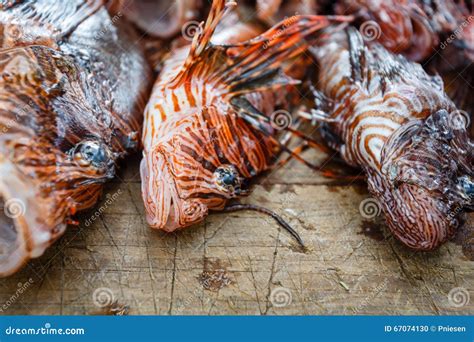 pile  dead invasive species lion fish pterois volitans   table stock photo image