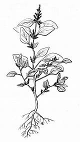 Drawing Plant Flower Roots Taro Amaranthus Pigweed Retroflexus Getdrawings sketch template