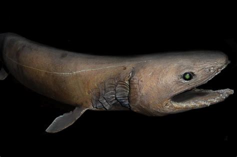 rare and frickin terrifying frilled shark pulled from oz waters tnt magazine