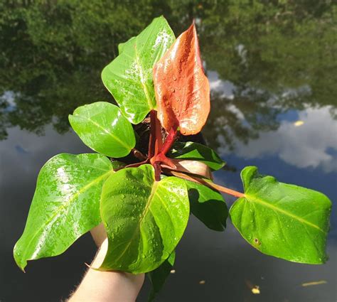 philodendron mccolley finale prince  orange hybrid  etsy plants philodendron pretty