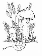 Coloring Pages Mushrooms Printable Print sketch template