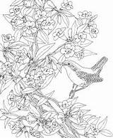 Coloring Pages Birds Backyard Adults Bird Flower Print Detailed Tsgos Poverty Drawing Adult Printable Colouring Drawings Visit Template Nature Book sketch template