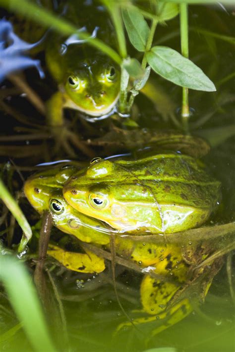 Imagine This Frogs Mating Season Vol 5