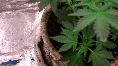 indoor mini cannabis plant week  update  youtube