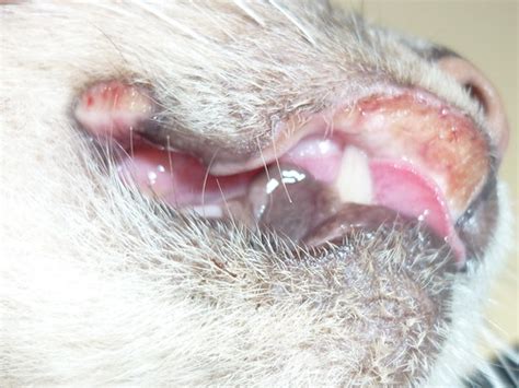 Rodent Ulcer In Kittens Cat Meme Stock Pictures And Photos