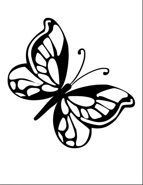 small butterfly drawing  getdrawings