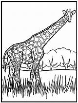 Coloring Giraffe Pages Animals Realistic Print sketch template