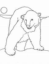 Polar Colorat Ursul sketch template