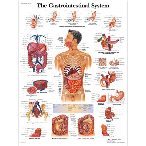 human organs anatomy skull heart gastrointestinal system retro classic kraft poster canvas wall
