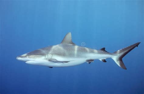 shark swimming underwater stock photo image  tropical