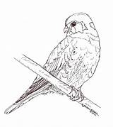 Coloring Kestrel American Pages Internet Birds Choose Board Designlooter Drawings Imgur sketch template
