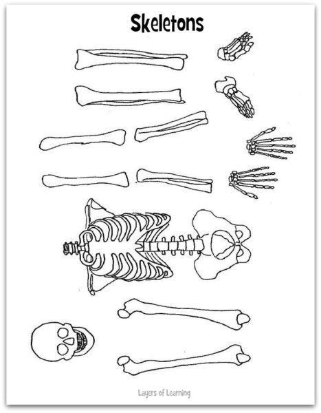 skeletonworksheet human body activities human body homeschool