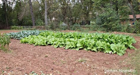 dads tips  growing greens   garden southern hospitality