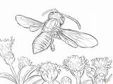 Wasp Avispas sketch template