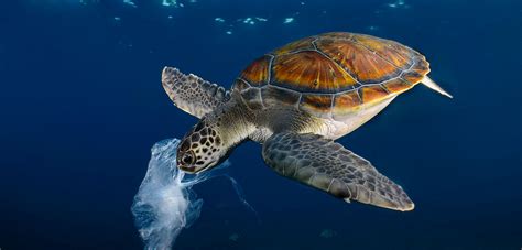 sea animals eating plastic bags food affair