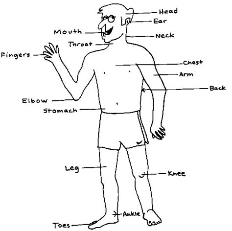 body   parts arnold zwickys blog