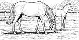 Horse Coloring Pages Detailed Printable Kindergarten sketch template