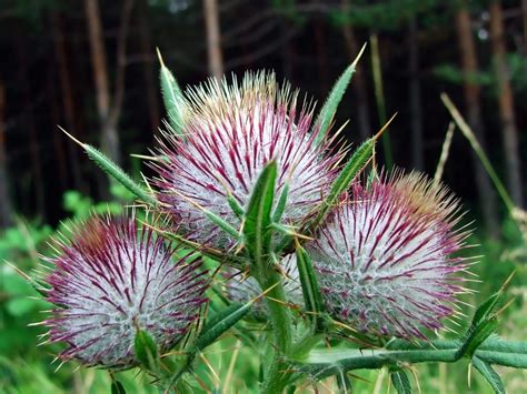 milk thistle    good   liver   protect    toxic effects