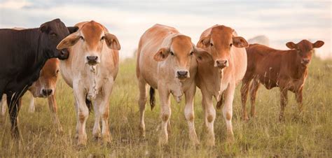 top cattle breeds  australia