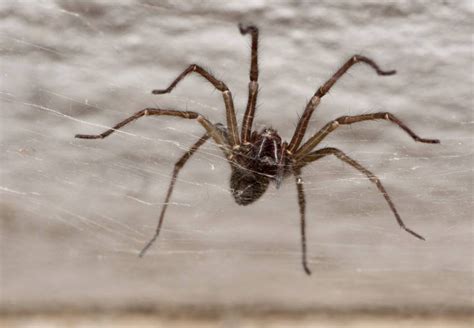 giant house spider invasion may actually be good for us