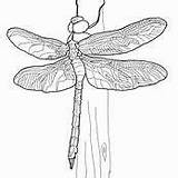 Dragonfly Darner sketch template