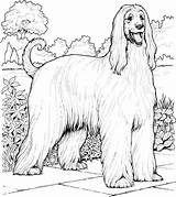 Hound Afghan Coloring Pages Supercoloring Categories sketch template